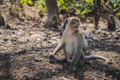 Close-up of lion sitting on field