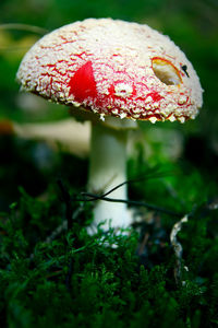 Close-up of fly agaric mushroom growing on field