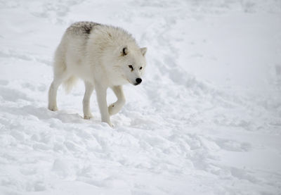 Close-up of wolf walking on snow covered land