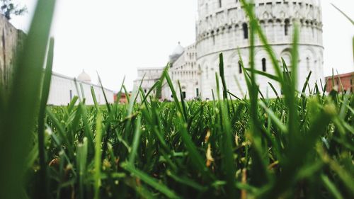 Low angle view of plants growing on field against sky