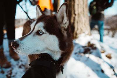 Close-up of dog on snow