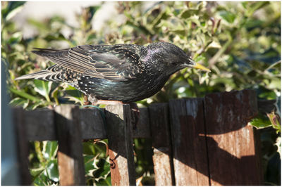 Close-up of bird perching on wooden post