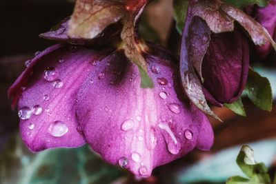 Close-up of wet purple flowers