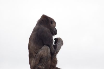 Monkey against sky over white background