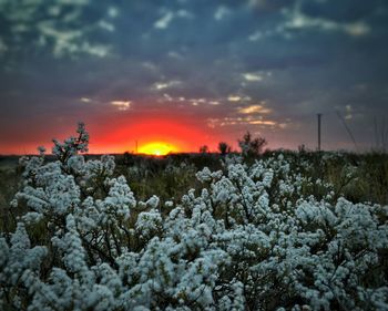 Scenic view of landscape at sunset