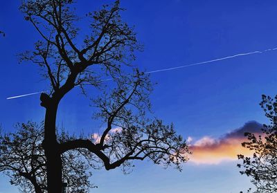 Low angle view of tree against sky
