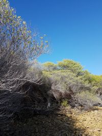 Low angle view of trees against clear blue sky
