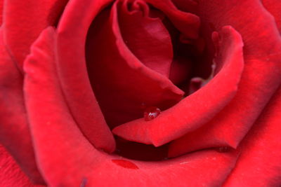 Close-up of red rose