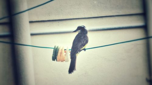 Bird perching on wall