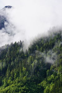 Scenic view of trees in forest