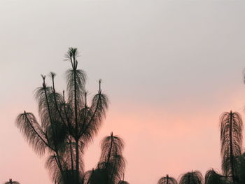 Low angle view of trees against sky