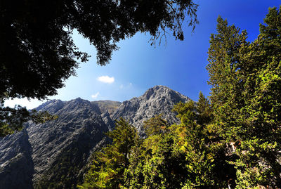 Low angle view of trees against sky