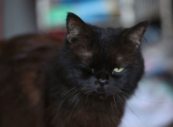Close-up of black cat