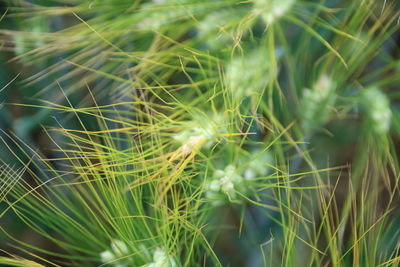 Close-up of crops growing in farm