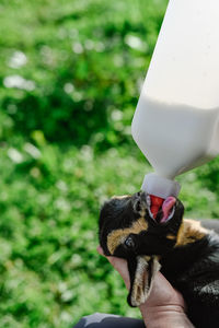 Cropped hand of woman holding cat