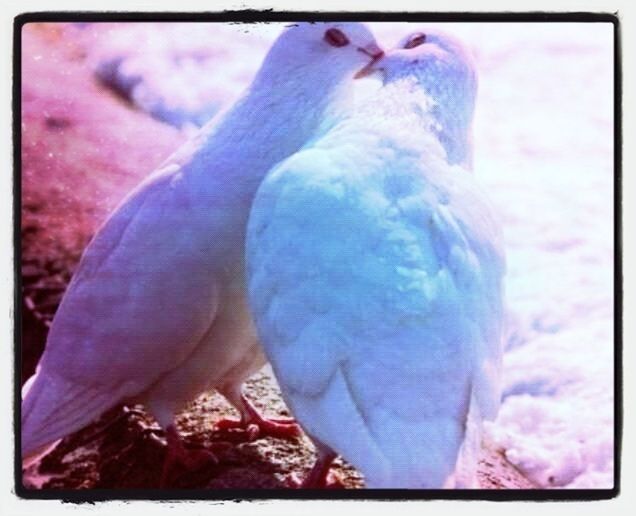 transfer print, bird, auto post production filter, focus on foreground, animal themes, close-up, one animal, animals in the wild, wildlife, blue, beak, day, outdoors, part of, person, nature, perching, selective focus, one person, feather