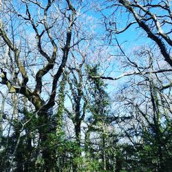 Low angle view of trees against sky