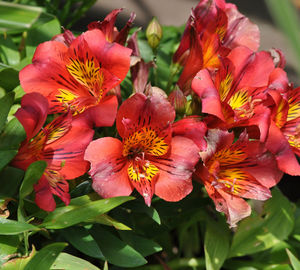 Close-up of flowers blooming outdoors