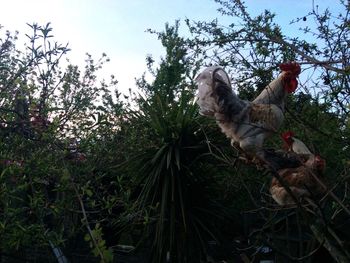 Low angle view of cat on tree against sky