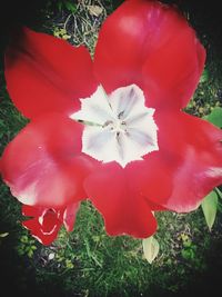 Close-up of red flower