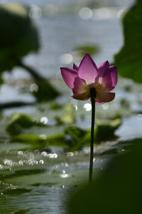 Close-up of pink lotus water lily