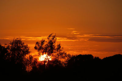 Silhouette trees against orange sky