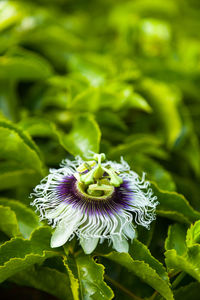 Close-up of purple flowering plant