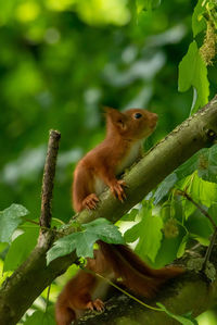 Close-up of squirrel on tree