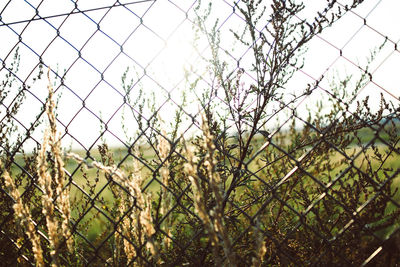 Close-up of barbed wire on field against sky