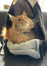 pet