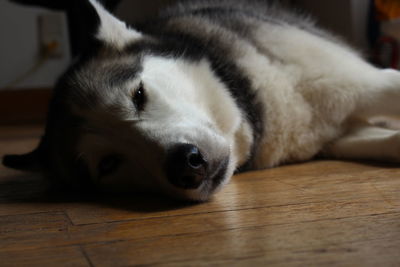 Close-up portrait of dog lying on hardwood floor