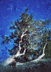 Low angle view of dead tree by water