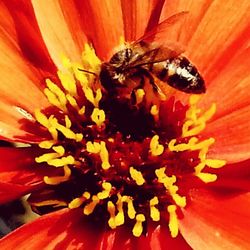 Close-up of insect on flower