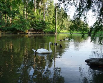 Swans swimming on lake