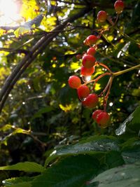 Close-up of red berries on tree