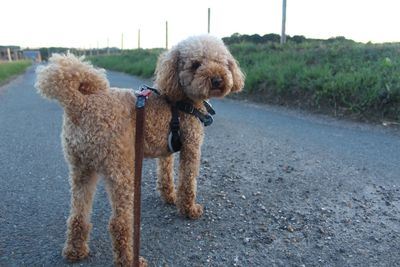 View of a dog on road