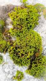 High angle view of moss growing on rock