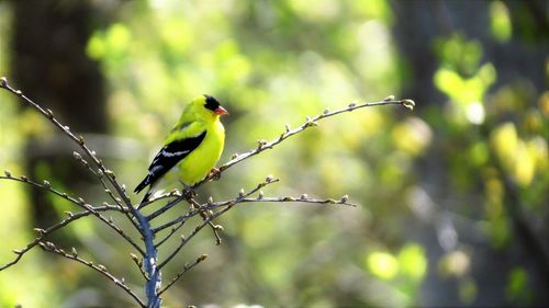 Bird perching on branch