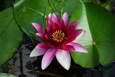 High angle view of pink lotus blooming in lake