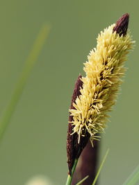 Close-up of hand holding flowering plant