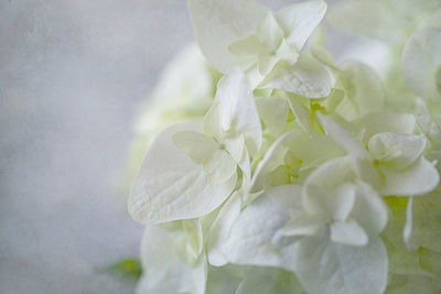 Close-up of white rose flower