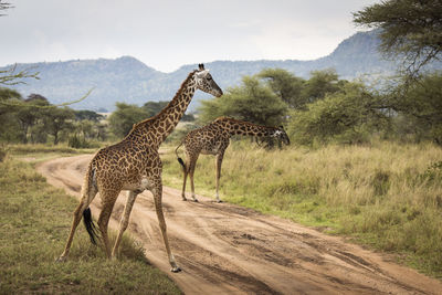 Giraffe standing on road against landscape