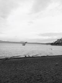 Seagull flying over sea