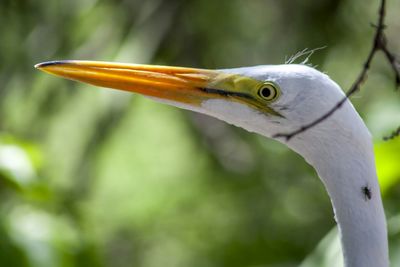 Close-up of a bird