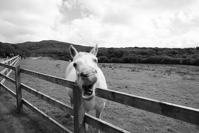 View of horse in ranch