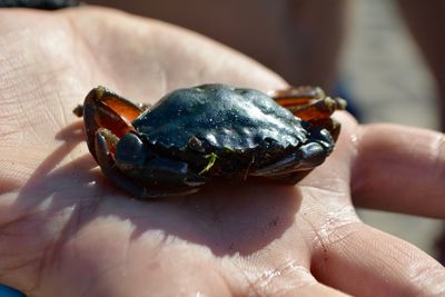 Close-up of hand holding crab