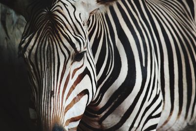 Close-up of zebra