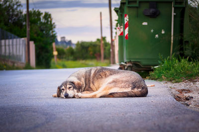 Cat lying on road