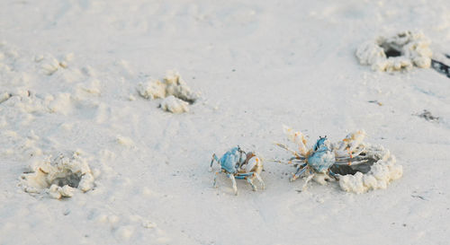 High angle view of crabs at beach