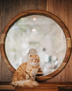 Portrait of a cat looking away